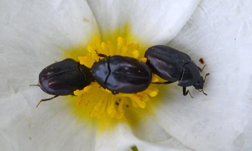 Réf. 189 442 : Orphilus sp.